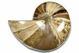 Polished Fossil Nautilus (Cymatoceras) - Madagascar #379014-1